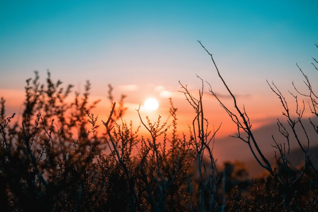 Sunset behind wild branches